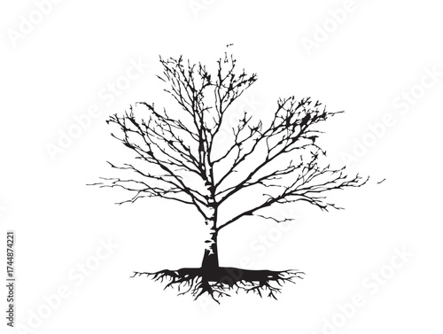 Birch Tree With Thin Delicate Roots Vector Silhouette Art