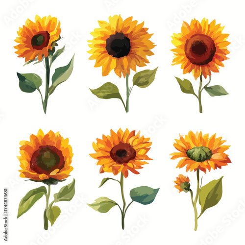 Isolated sunflower illustration on white background