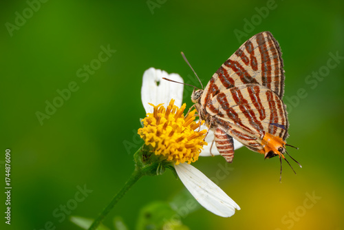 Long-banded Silverline - Cigaritis lohita, beautiful small blue butterfly native to the meadows and bushes of Southeast Asia, Vietnam.