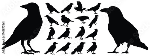 crow, bird, silhouette, black, collection, multiple, poses, flying, standing, perched, wings spread, beak, feathers, nature, wildlife, animal, avian, graphic, design element, white background, isolate