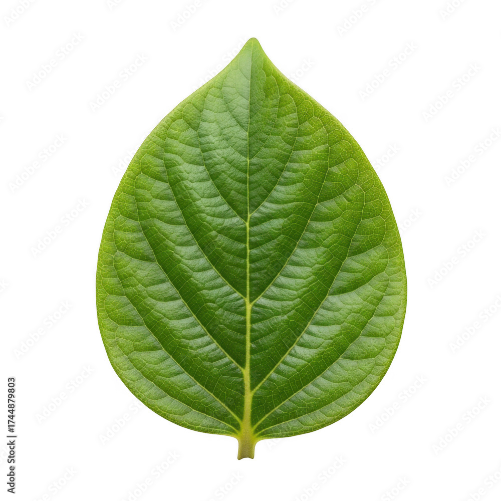 Obraz premium Detailed green betel leaf close-up stock photo, tropical plant veins, botanical illustration, nature element, medicinal herb, isolated on transparent background