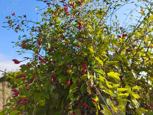 Rosehip berries on branch with green leaves against blue sky
