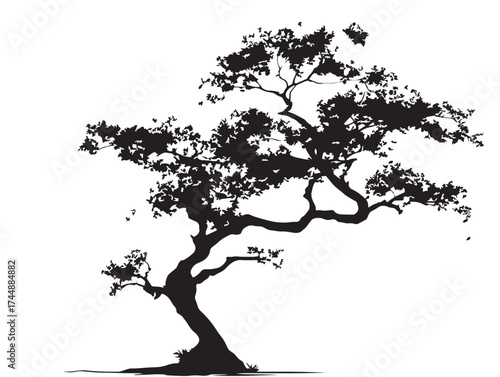 Beautiful Silhouette of a Curved Cherry Blossom Tree in Full Bloom