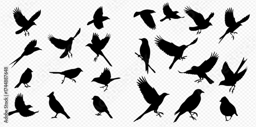 A collection of various black bird silhouettes in flying and standing poses on a transparent background.