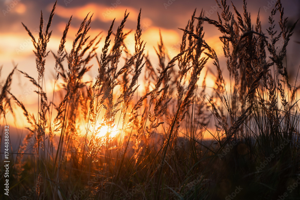 Fototapeta premium Trawy w zachodzacym słońcu z Beskidami w tle. 