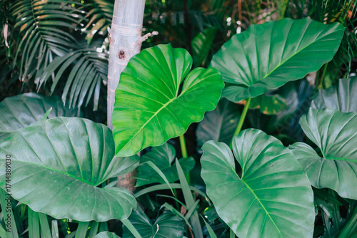 Wallpaper Mural large tropical leaves. The dominant plant features several massive, deep green leaves that are characteristic of the Araceae family, likely an Alocasia or Colocasia (Taro/Elephant Ear) species. Torontodigital.ca