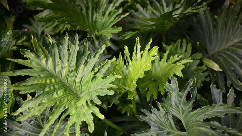 green leaves background for housing garden
