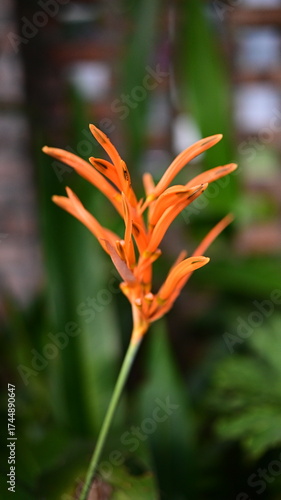 orange flower in the garden