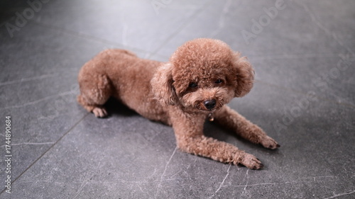 poodle puppy is lying on the ground