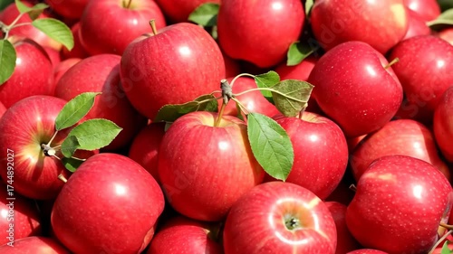A pile of fresh red apples with green leaves. Close-up of ripe, juicy fruit after the autumn harvest. Healthy eating and natural food background.
