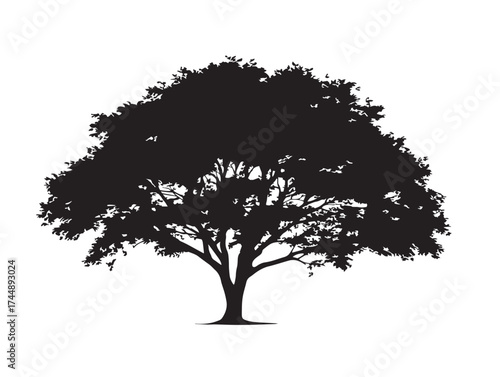 Graceful Elm Tree Isolated On A Clean White Background Vector
