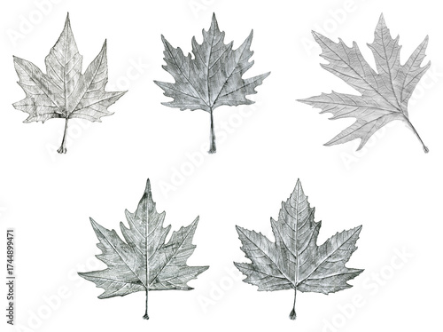 Sycamore tree leaf hand drawn, black and white lead pencil drawing collage