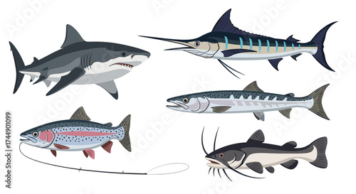 A diverse collection of common ocean and freshwater fish species.