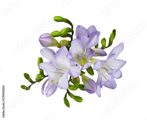 Purple freesia flowers in a...