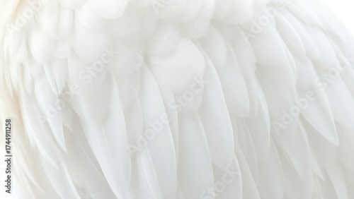 A close-up of natural white wings with detailed feather textures, illuminated by soft overhead lighting.