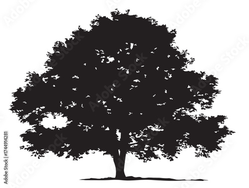 Stately Isolated Elm Tree Solid Black Silhouette