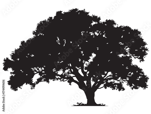 Majestic Standalone Elm Tree In A Simple Design