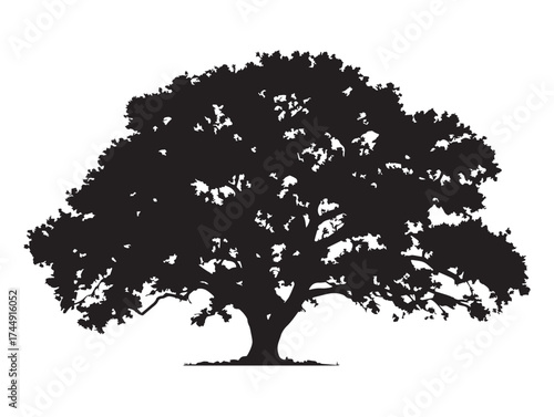 Stately Standalone Oak Tree Vector Illustration Art