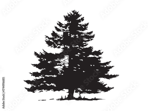 Beautiful Lone Pine Tree With Distinctive Shape