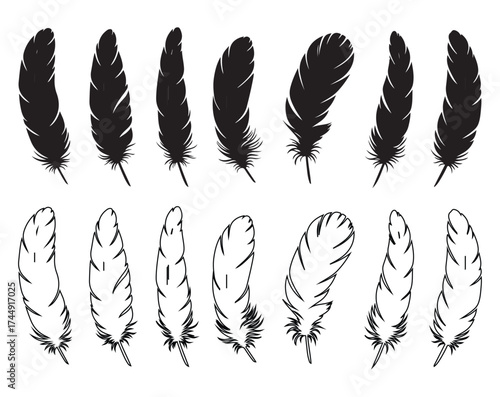A collection of detailed illustrations of various bird feathers, both in silhouette and line art.
