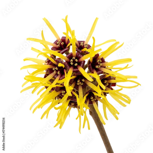 Yellow witch hazel flower isolated on transparent background