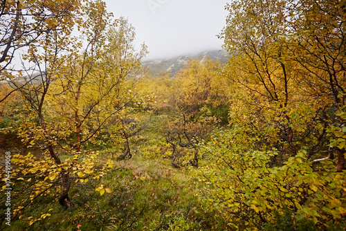 Autumn birch forest in the north in cloudy weather