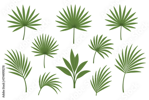 Collection of various green tropical palm leaves on white background
