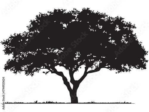 Stunning Tree on Plain with Calm Horizon Silhouette