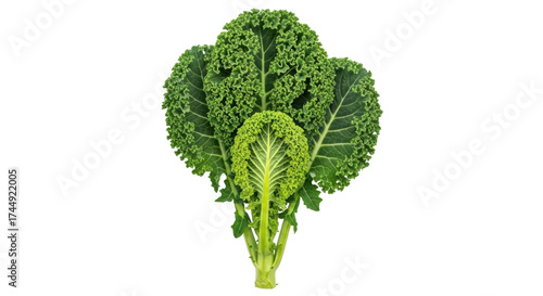 Isolated image of fresh organic curly green kale vegetable with nutritious properties