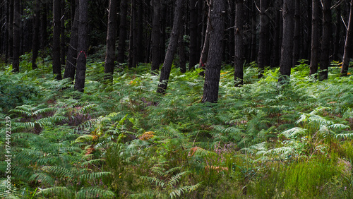 Forêt des Landes de Gascogne, en automne