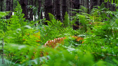 Forêt des Landes de Gascogne, en automne
