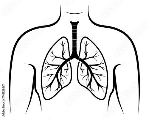 Anatomical illustration of lungs and trachea within a human torso in black and white outline style | editable eps vectors silhouette