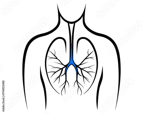 Stylized anatomical illustration of lungs and upper body with blue trachea and black outline | editable eps vectors silhouette