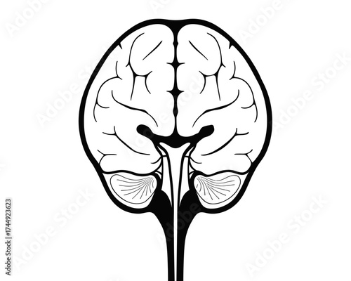 Illustration of a brain seen from above with visible cerebellum and brainstem in black and white style | editable eps vectors silhouette