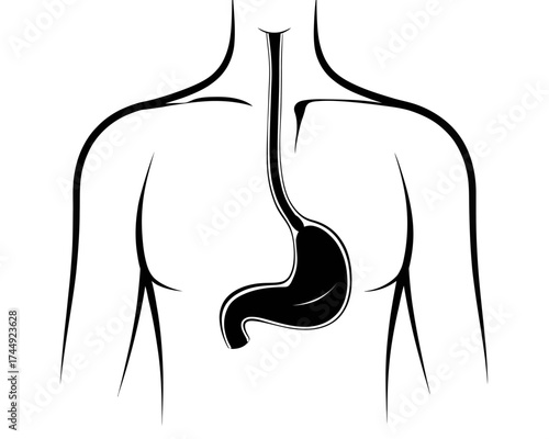 Illustration of a human torso with the esophagus and stomach highlighted in black on white background | editable eps vectors silhouette