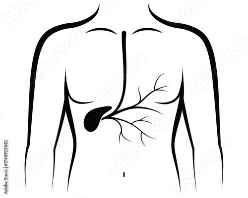 Illustration of human torso with gallbladder and biliary tract in black and white anatomical drawing | editable eps vectors silhouette