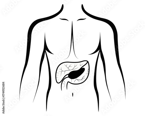 Illustration of human torso with pancreas and gallbladder anatomy in black and white simple drawing | editable eps vectors silhouette