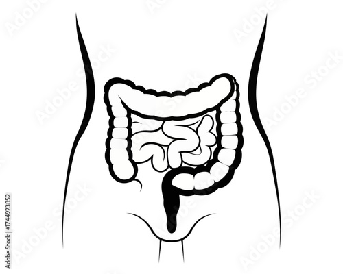 Illustration showing the human torso with the large and small intestines visible in black and white | editable eps vectors silhouette