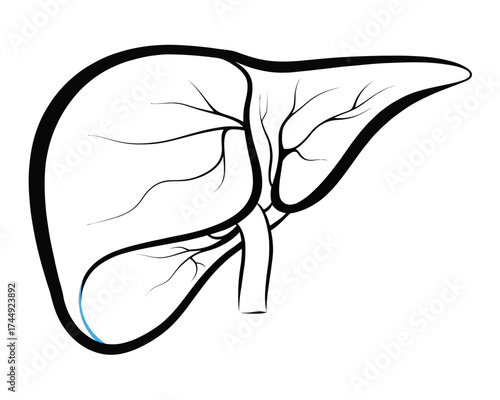 Illustration of a liver with visible veins and a simple outline on a white background drawing style | editable eps vectors silhouette