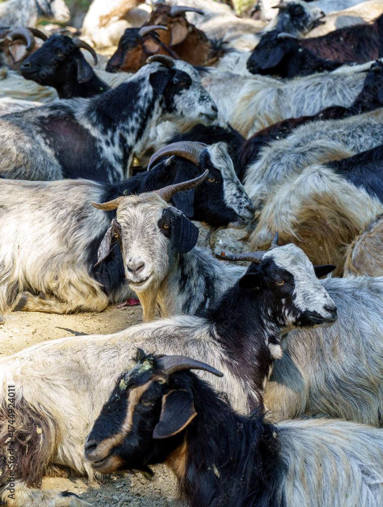 Fototapeta premium A herd of goats rests together on the ground