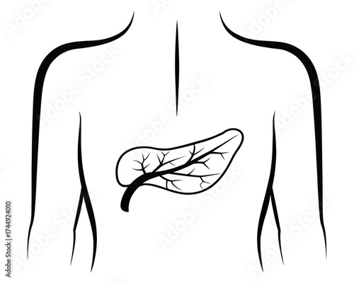 Illustration of a human torso with a pancreas depicted in the center with visible veins and arteries | editable eps vectors silhouette