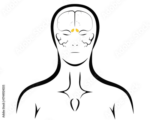 Illustration of human head and upper body with brain and highlighted region near the frontal lobe area | editable eps vectors silhouette