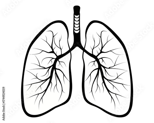 Illustration of human lungs with trachea and branching bronchi in black and white anatomical drawing style | editable eps vectors silhouette