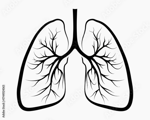 Illustration of human lungs with branching bronchioles in black outline on a white background anatomy diagram | editable eps vectors silhouette