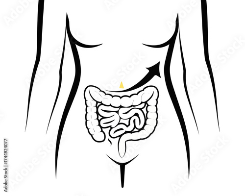 Illustration of a human body with an arrow pointing to the small intestine and a yellow triangle above it | editable eps vectors silhouette