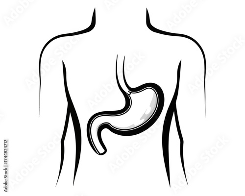 Illustration of a human torso with a stomach organ visible in the abdominal area anatomy diagram | editable eps vectors silhouette