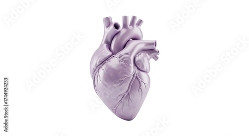 Billede på lærred Isolated anatomical heart model for medical study and educational purposes, 3D r