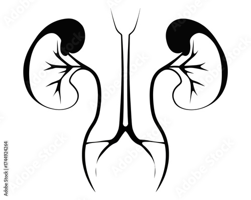 Stylized black and white illustration of kidneys and urinary tract system in minimalist design style | editable eps vectors silhouette
