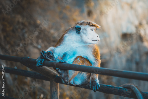 Canvas Print A monkey rests gracefully on a metal railing, gazing into the distance under cool blue light, capturing a calm and thoughtful wildlife moment