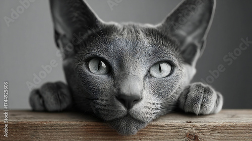 Black and white cat and kitten portrait on dark background